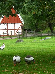 swedish birds